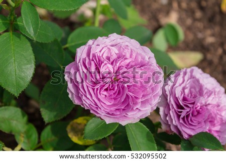 Blooming Lavender Ice roses in a garden in the afternoon