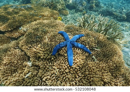 Linckia laevigata blue sea star underwater, over Acropora table coral, south Pacific ocean, New Caledonia