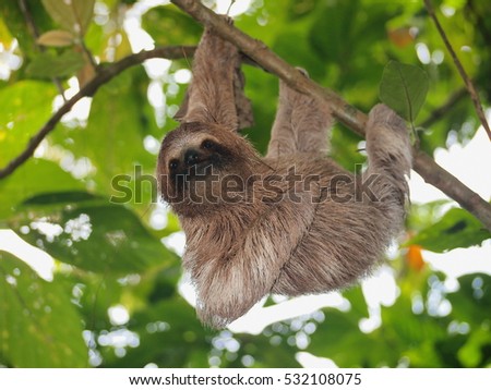 Cute sloth, Bradypus variegatus, hanging from a branch in the forest, wild animal, Panama, Central America