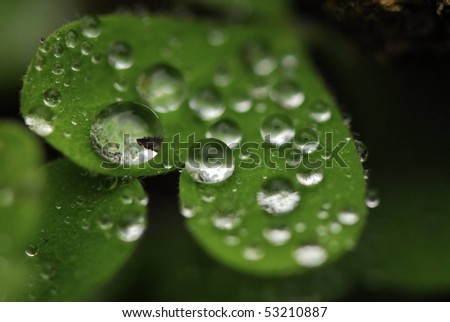 Clovers with raindrops.