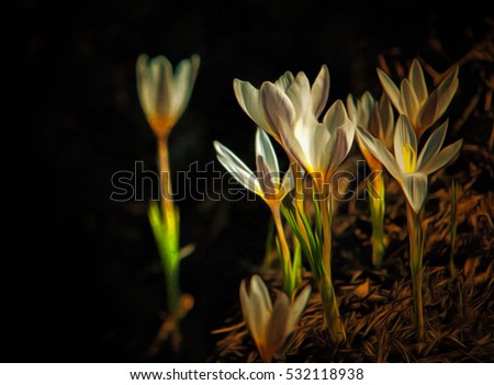 texture, background. Painting blooming snowdrop. a widely cultivated bulbous European plant that bears drooping white flowers during the late winter.