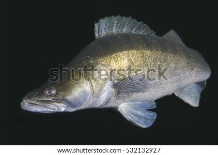 Zander (Sander lucioperca) under the water. Carnivorous fish with marked fins. captured under water. Black background. Night diving. Royalty-Free Stock Photo #532132927