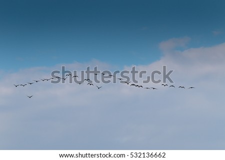 Birds cranes storks flying in a V shape  formation. Isolated on blue sky.