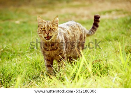 Funny tabby domestic cat walking on the green summer grass and meowing. He has bandit smile because of open mouth.