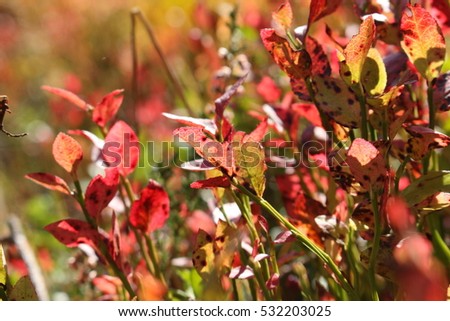 Closeup of red, green, yellow leaves of bilberries, blueberries in forest, autumn, Latvia