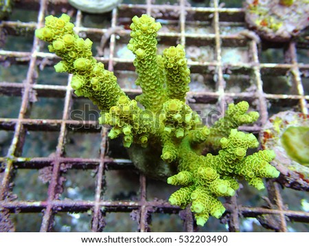 SPS Coral Green Hard Coral in Farm, sps frag, small sps, small coral, Acropora coral closeup