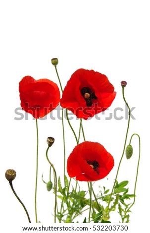 red poppies isolated on white
