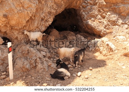 Goats on the mountains where rough Balos beach road passes through, near Kissamos in Chania prefecture, Crete Island, Greece.