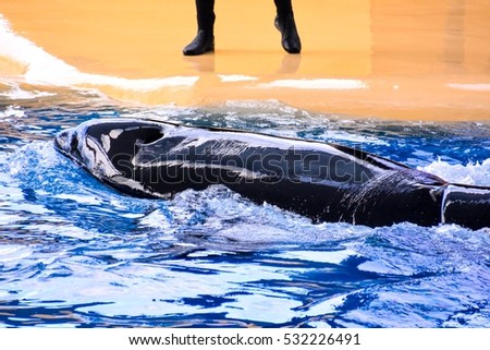 Photo Picture of a Mammal Orca Killer Whale Fish
