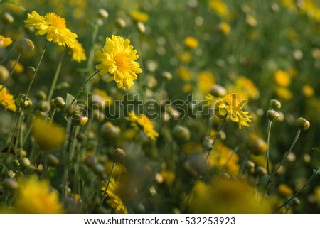 Yellow chrysanthemum flowers with soft focus macro image, floral vintage style and film tone background.