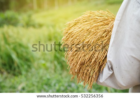 Thai farmer holding rice tree in rice field. Thailand. Agriculture concept.