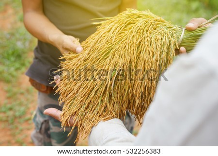 Thai farmer giving rice tree in rice field. Thailand. Agriculture concept.
