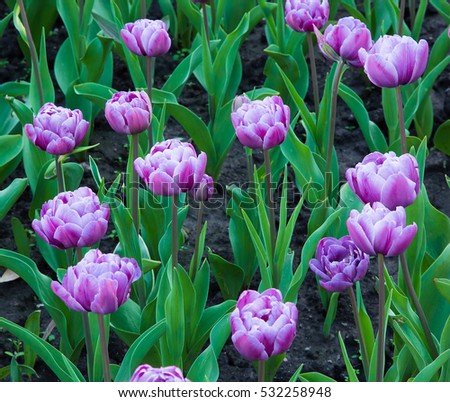 Colorful Nature Background of Tulips Flowers. Many Amazing Double Lilac Tulips Growing in Decorative Flowerbed in the City Park Garden of Spring Sunny Day. Floral Pattern Landscape Horizontal Image