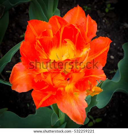 Beautiful Terry Double Petal Orange Tulip Flower Growing in Flower bed in the Outdoor Garden Park of Spring Time Close up. Square Wallpaper