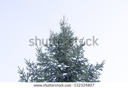 The upper part of spruce covered with white snow on the background of blue sky