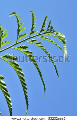 Close up of exotic tropical ferns with shallow depth of field. Blue sky background