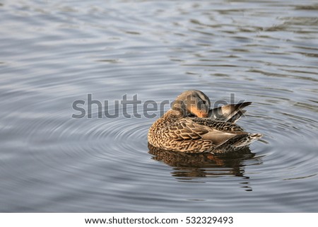 Cute duck playing in the pond