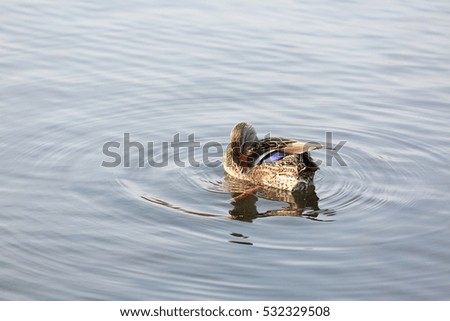 Cute duck playing in the pond