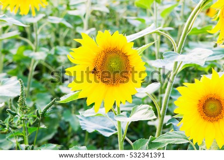 Bright Sunflower close up in field