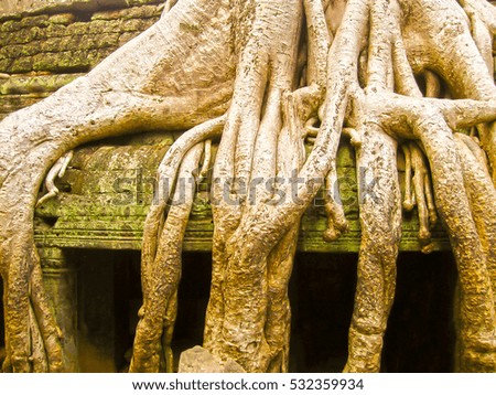 The classical picture of Ta Prohm Temple, Angkor at Cambodia
