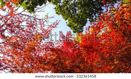 red leaf and colorful autumn season