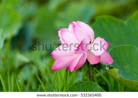 beautiful lotus flower is complimented by the rich colors of the deep blue water surface.