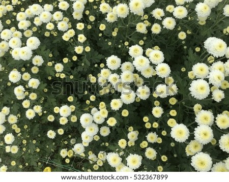 white flowers,yellow flowers