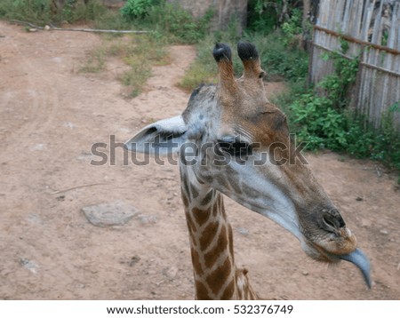 giraffes in the zoo safari park