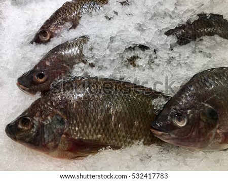 Fresh food in the fresh market or supermarket cooled fish Fresh ice cooled hakes on a Seafood market ingredient from ocean.Mixed fish for sale on a market Background with fresh fish with ice hake