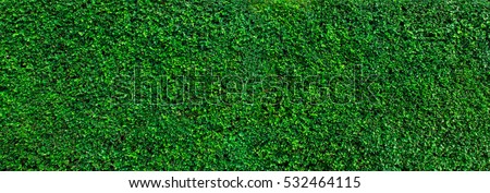 Green grass wall texture for backdrop design and eco wall and die-cut for artwork. Royalty-Free Stock Photo #532464115