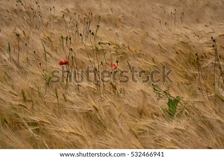 Single red poppy among the blue cornflowers in the field in a sunny summer day                      