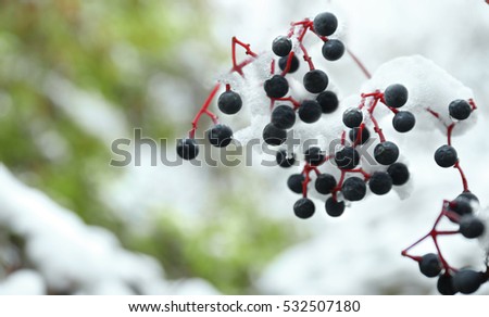 Close up view of branch covered with snow