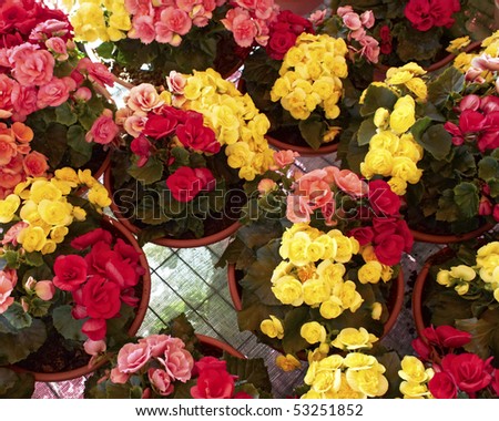 A feast of begonias background