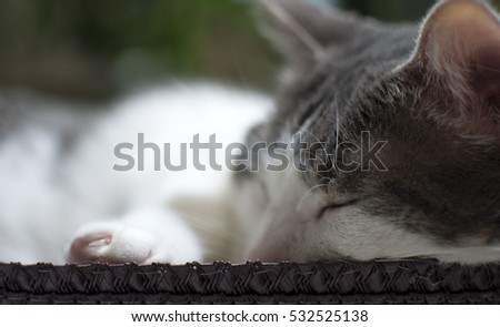 close up of a white cat sleeping in basket