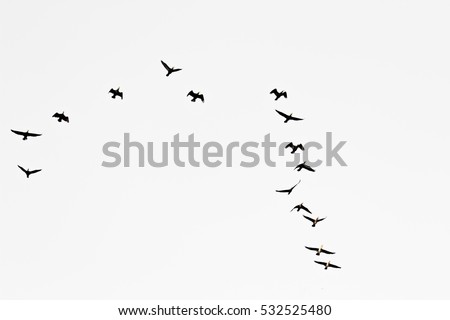 Birds cranes storks flying in a V shape  formation. Isolated on white bright sky.