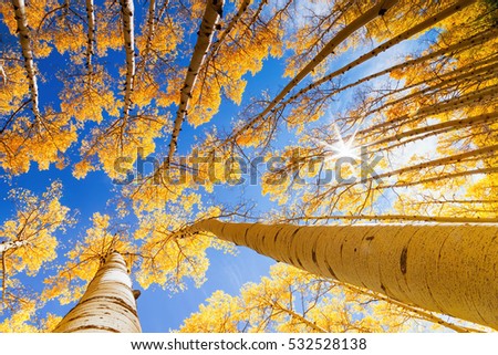 Sun shining through the aspen trees Royalty-Free Stock Photo #532528138