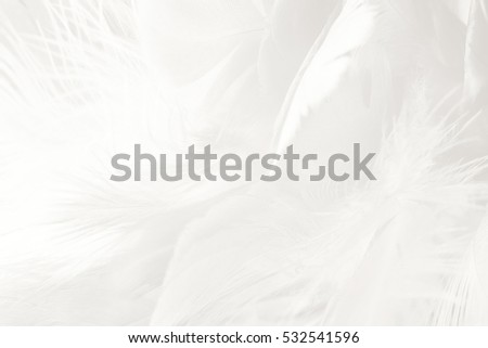 white feather texture background