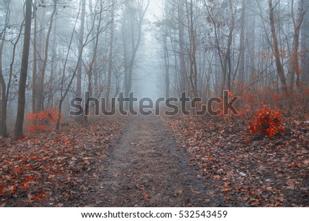 Magical foggy seasonal forest tree landscape. Lovely dreamy fairytale.