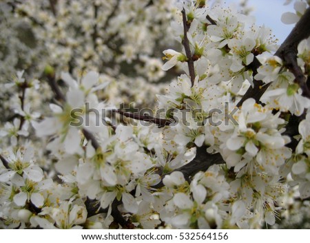 the photo with the background beautiful white flowering spring branches of trees in sunlight