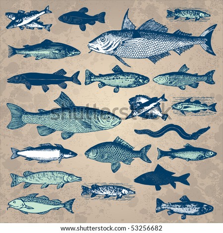 Vintage fish drawings set, vector illustration. Underwater world sea life ocean fish icons. Retro engraving style elements for your design.