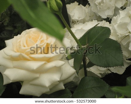 macro photo of a Rose with velvety petals white cream, green grass abstract background the garden greenhouse of white flowers Hydrangea