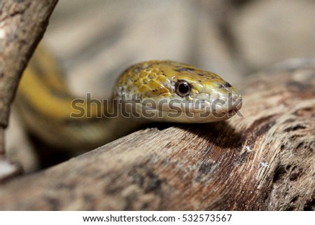 Yellow rat snake
