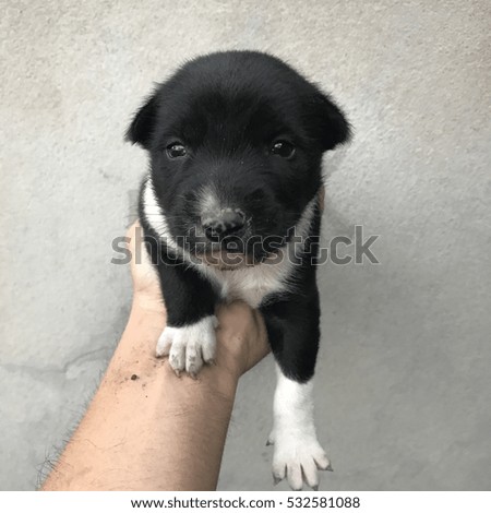 puppy in hand