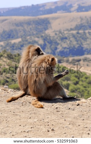 Gelada monkey in Ethiopia