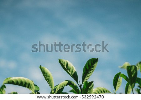 Leaf on sky background -vintage style picture and vintage color