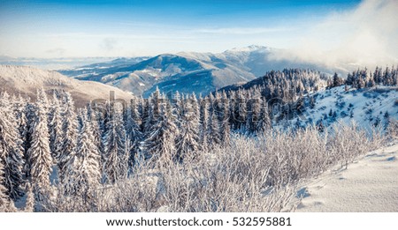 Sunny morning panorama of Carpathian mountains. Bright winter landscape in the snowy wood, Happy New Year celebration concept. Artistic style post processed photo.