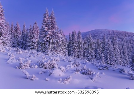 Beautiful view of the winter forest