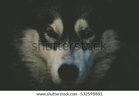Grey and white siberian Husky dog's face cloesup on a black background