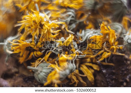 Orange marigold flowers background