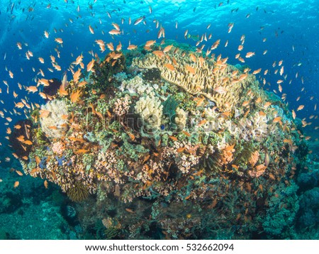 Colourful corals in Anilao , Batangas , Philippines